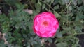 Gorgeous pink rose