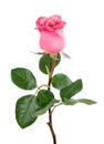 Gorgeous pink rose on white