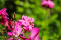 Gorgeous pink roses in the garden surrounded by lush green leaves, trees and plants at Atlanta Botanical Garden