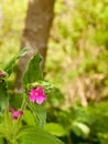 A Gorgeous Pink Small Flower Head macro Shot with A lush and Stu Royalty Free Stock Photo