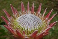 Gorgeous Pink Spikey Protea Flower Blossoms in a Garden