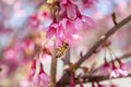Closeup of a honey bee working hard collecting pollen from a beautiful pink spring flower Royalty Free Stock Photo