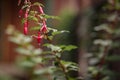 Gorgeous pink fuschia flowers in full bloom in cottage garden Royalty Free Stock Photo