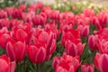 Gorgeous pink tulip field illuminated by the sun