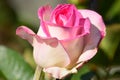 Gorgeous pink and white rose Royalty Free Stock Photo