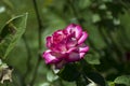 Gorgeous pink and white rose in full bloom Royalty Free Stock Photo