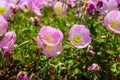 Gorgeous pink, white and yellow Evening Primrose Scented or Oenothera flowers in the garden surrounded by lush green leaves Royalty Free Stock Photo