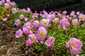 Gorgeous pink, white and yellow Evening Primrose Scented or Oenothera flowers in the garden surrounded by lush green leaves Royalty Free Stock Photo