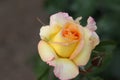 Gorgeous pink yellow rosa peace flower