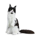 Gorgeous playful black and white young adult Maine Coon girl sitting on back paws isolated on white background with huge tail besi Royalty Free Stock Photo