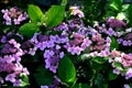 Gorgeous plum-purple lacecap flowers and dark ruby hued stems. Its elegant coloring and graceful habit fit in perfectly with garde Royalty Free Stock Photo