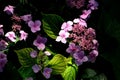 Gorgeous plum-purple lacecap flowers and dark ruby hued stems. Its elegant coloring and graceful habit fit in perfectly with garde Royalty Free Stock Photo