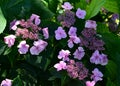 Gorgeous plum-purple lacecap flowers and dark ruby hued stems. Its elegant coloring and graceful habit fit in perfectly with garde Royalty Free Stock Photo