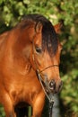 Gorgeous pony mare with nice show halter Royalty Free Stock Photo