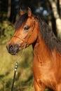 Gorgeous pony mare with nice show halter