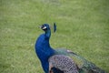 Gorgeous portrait of a blue peacock with silky blue feathers