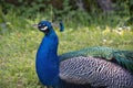 Gorgeous portrait of a blue peacock with silky blue feathers, sitting on the grasscock with silky blue feathers