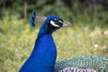 Gorgeous portrait of a blue peacock with silky blue feathers