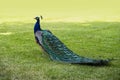 Gorgeous portrait of a blue peacock with silky blue feathers