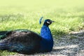 Gorgeous portrait of a blue peacock with silky blue feathers, sitting on the grass Royalty Free Stock Photo