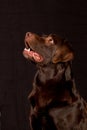 Gorgeous portrait of a chocolate Labrador dog