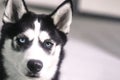 Gorgeous Portrait Of Husky With Blue Eyes