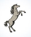 Horse began to buck. Vector drawing