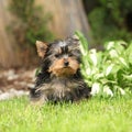 Gorgeous puppy of Yorkshire terrier in the garden Royalty Free Stock Photo