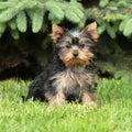 Gorgeous puppy of Yorkshire terrier in the garden Royalty Free Stock Photo