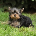 Gorgeous puppy of Yorkshire terrier in the garden Royalty Free Stock Photo