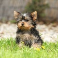 Gorgeous puppy of Yorkshire terrier in the garden Royalty Free Stock Photo