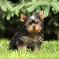 Gorgeous puppy of Yorkshire terrier in the garden Royalty Free Stock Photo