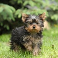 Gorgeous puppy of Yorkshire terrier in the garden