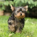 Gorgeous puppy of Yorkshire terrier in the garden Royalty Free Stock Photo