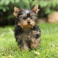 Gorgeous puppy of Yorkshire terrier in the garden Royalty Free Stock Photo