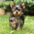 Gorgeous puppy of Yorkshire terrier in the garden Royalty Free Stock Photo