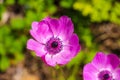 Gorgeous purple Anemone coronaria flowers in the garden surrounded by lush green leaves and plants at Atlanta Botanical Garden