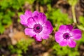 Gorgeous purple Anemone coronaria flowers in the garden surrounded by lush green leaves and plants at Atlanta Botanical Garden