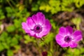 Gorgeous purple Anemone coronaria flowers in the garden surrounded by lush green leaves and plants at Atlanta Botanical Garden