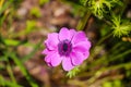 Gorgeous purple Anemone coronaria flowers in the garden surrounded by lush green leaves and plants at Atlanta Botanical Garden