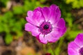 Gorgeous purple Anemone coronaria flowers in the garden surrounded by lush green leaves and plants at Atlanta Botanical Garden