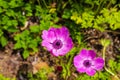 Gorgeous purple Anemone coronaria flowers in the garden surrounded by lush green leaves and plants at Atlanta Botanical Garden