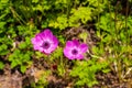 Gorgeous purple Anemone coronaria flowers in the garden surrounded by lush green leaves and plants at Atlanta Botanical Garden