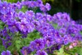 Gorgeous purple bohemian geranium. Lilac geranium flowers in the flowerbed. Beautiful background. Pink and violet Royalty Free Stock Photo