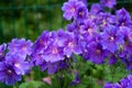 Gorgeous purple bohemian geranium. Lilac geranium flowers in the flowerbed. Beautiful background. Pink and violet Royalty Free Stock Photo