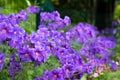 Gorgeous purple bohemian geranium. Lilac geranium flowers in the flowerbed. Beautiful background. Pink and violet Royalty Free Stock Photo