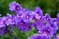 Gorgeous purple bohemian geranium. Lilac geranium flowers in the flowerbed. Beautiful background. Pink and violet Royalty Free Stock Photo