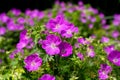 Gorgeous purple bohemian geranium. Lilac geranium flowers in the flowerbed. Beautiful background. Pink and violet Royalty Free Stock Photo