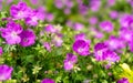Gorgeous purple bohemian geranium. Lilac geranium flowers in the flowerbed. Beautiful background. Pink and violet Royalty Free Stock Photo