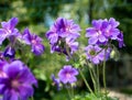 Gorgeous purple bohemian geranium. Lilac geranium flowers in the flowerbed. Beautiful background. Pink and violet Royalty Free Stock Photo